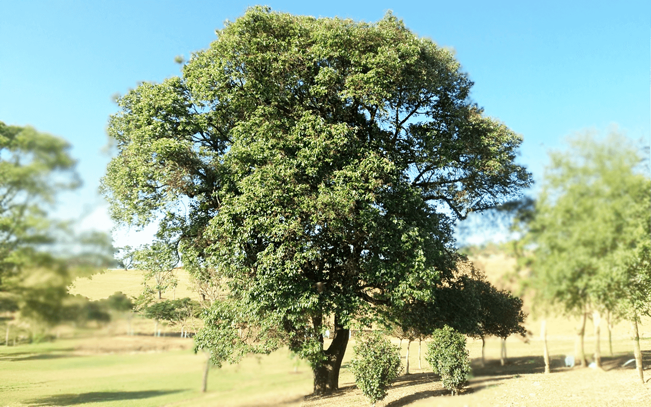 Açoita-cavalo