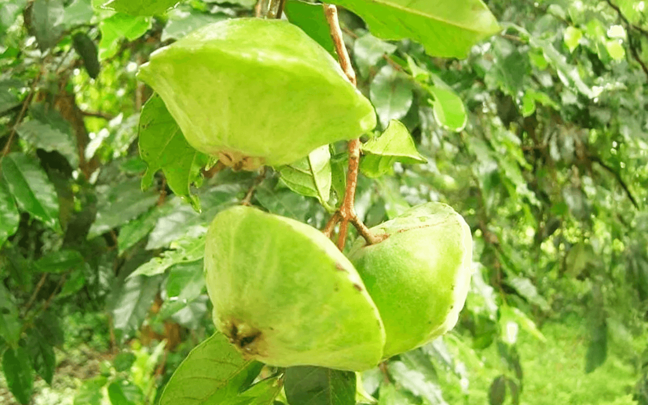 Cambuci