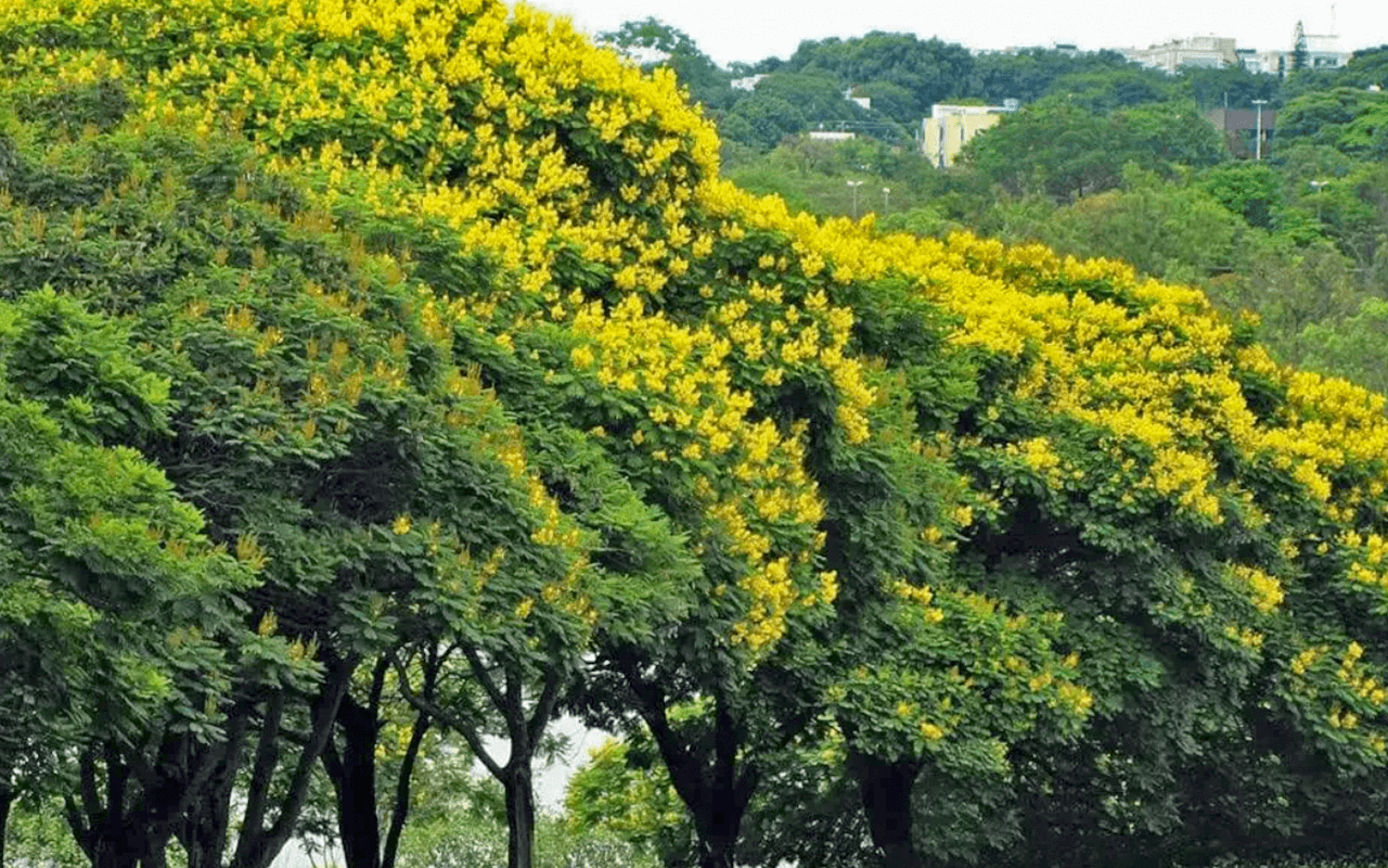 Canafístula