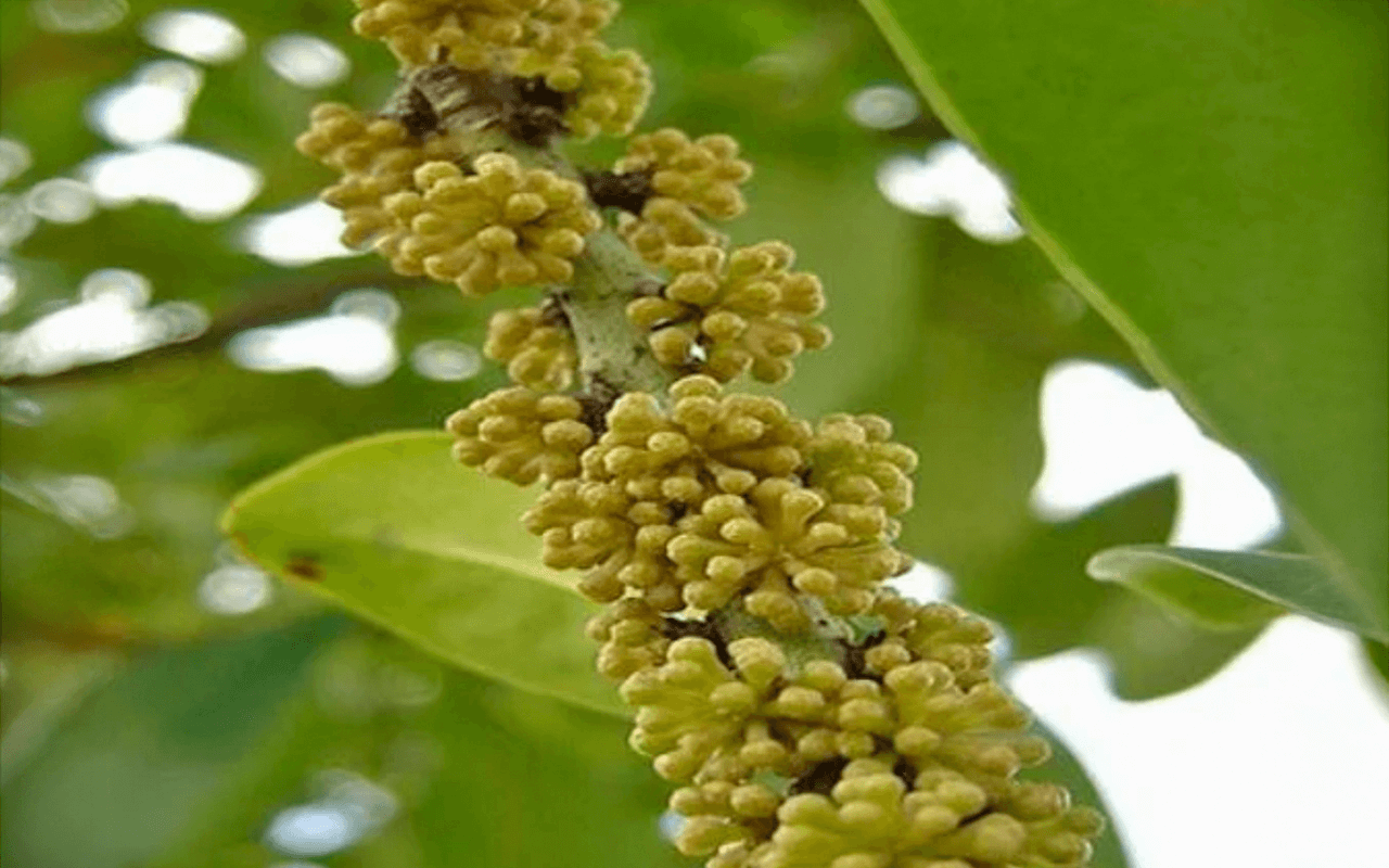 Capororoca-branca