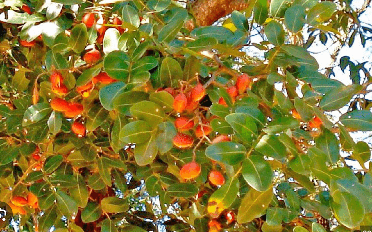Copaíba