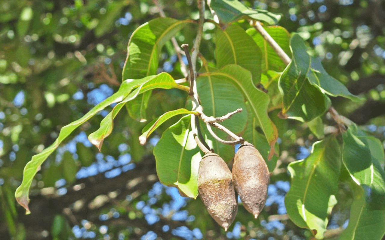 Dedaleiro