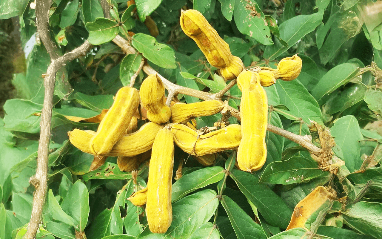 Ingá-quatro-quinas