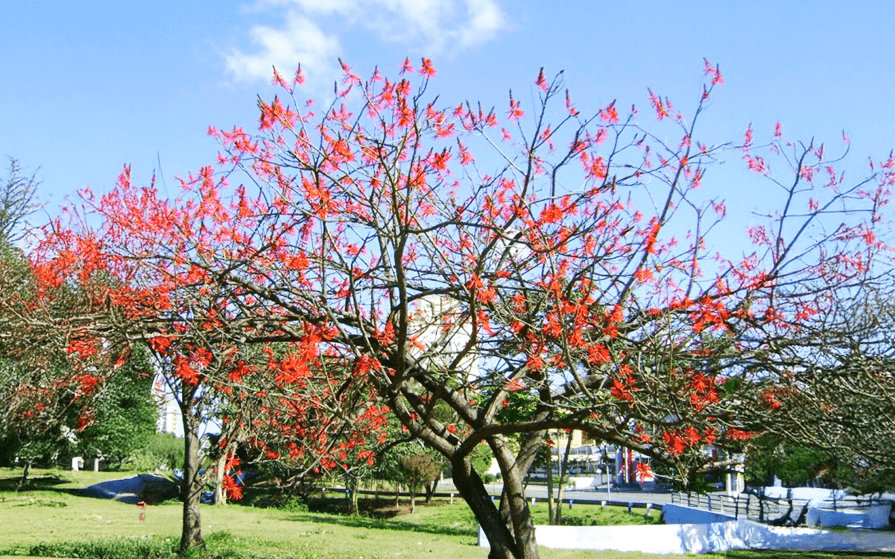 Mulungu