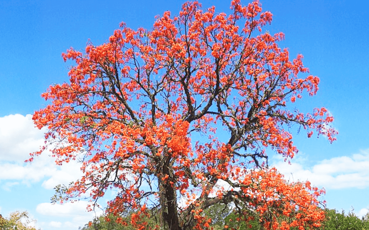 Suinã